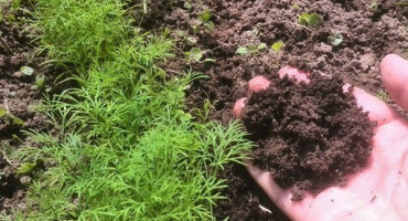 Jak správně krmit koprem?